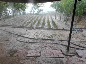 Siirt’te Dolu Yağışı Fideleri Vurdu, Ekipler Hasar Tespit Çalışması Yaptı