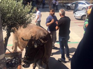 İ̇nekleriyle Belediyeyi Bastı