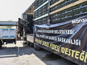 Ankara Büyükşehir’den Çiftçilere Sebze Fidesi Desteği
