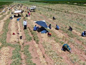 Soğan Çiftçinin Yüzünü Güldürüyor