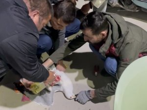 Misinaya Dolanan Martıyı Böyle Hayata Döndürdüler