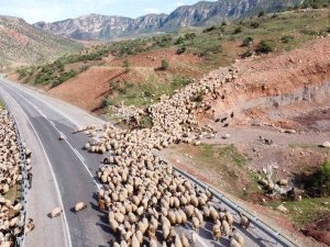 Yağışlar Otlak Alanlarını Arttırdı, Peynir Fiyatlarının Düşmesi Bekleniyor