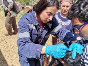 Gediz’de İ̇lçe Tarım Ve Orman Müdürlüğü Ekiplerinden Aşılama Ve Küpeleme Çalışmaları