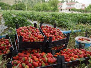Savaş Halinde Olan Rusya Ve Ukrayna’ya Sason Çileği