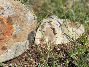 Kilis’te Çekirge İstilası
