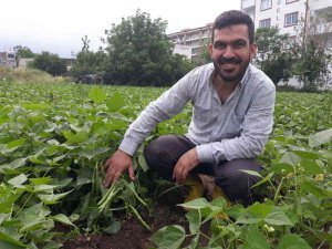 Tarlada Kilosu 15 Lira... Hatay’da Taze Fasulye Hasadı Başladı