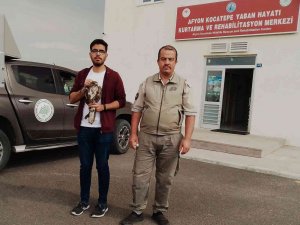 Yaralı Halde Bulunan Sincap Ve Şahin Tedavi Altına Alındı