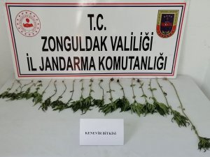 Jandarmadan Kenevir Operasyonu