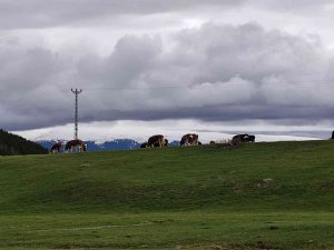 Ardahanlı Besiciler, Çetin Kış Sonrası Meraya İndi