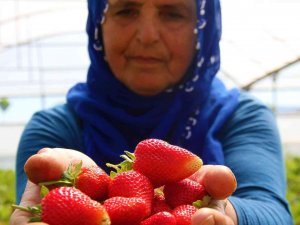 Elazığ’da Yılın İlk Örtü Altı Çilek Hasadı Başladı