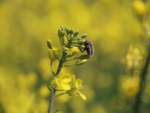 Biyodizel Ham Maddesi "Kanola" Çiftçinin Yeni Umudu Oldu