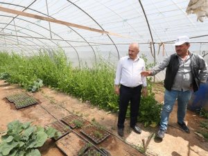 Gebze Belediyesi’nden Çiftçilere 200 Bin Fide Desteği