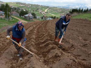 2 Bin Rakımlı Yaylada Patatesler Toprakla Buluştu