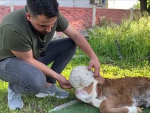 Elazığ’da Yeni Doğan Buzağı Şoke Etti