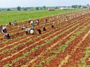 Patates Üreticisinin Yüzünü Güldürdü