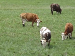 Kars’ta Hayvanlar Meralara Salındı