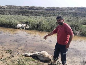 Ceviz Büyüklüğündeki Dolu, Koyunları Telef Etti