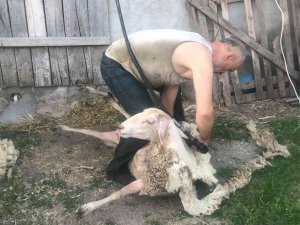 Çanakkale’de Günde 100 Koyun Kırkan 2 Bin Lira Kazanıyor