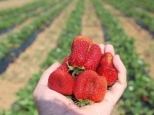 Manisa’da Çilek Bereketi
