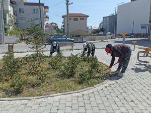 Burhaniye’de Yabani Otlar Temizleniyor