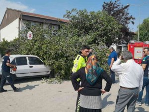 İ̇ncir Ağacı Araçların Ve Vatandaşların Üzerine Devrildi: 1 Yaralı