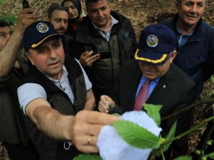 Zonguldak’ta Gal Arısına Karşı Bin 20 Terminatör Böcek Doğaya Salındı