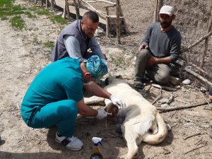 Kurtların Saldırdığı Köpek Tedavi Altına Alındı