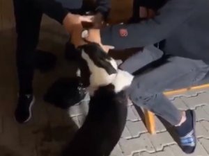 Köpeğe Alkol İşkencesi