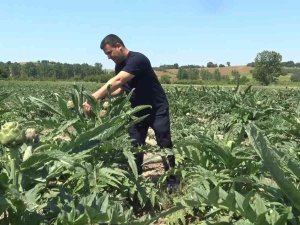 Coğrafi İşaret Tescilli Hasanağa Enginarında Hasat Zamanı