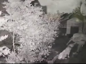 Hamile Köpeği Çalınan Hayvansever Hırsıza Seslendi