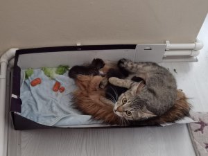 Köpeklerin Saldırısından Kurtarılan Yabani Yavru Tavşana Kedi Annelik Yapıyor
