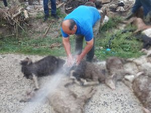 Antalya’da Selde 48 Küçükbaş Hayvan Telef Oldu