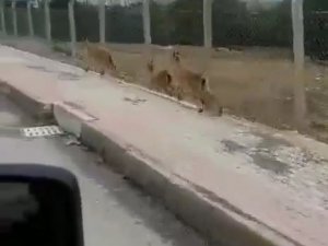 Elazığ’da Dağ Keçileri Şehir Merkezine İndi