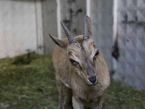 Tunceli’de Bitkin Halde Bulunan Yaban Keçisi Koruma Altına Alındı