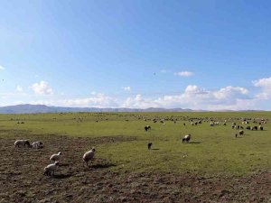 Muş, Bölgenin Hayvancılık Merkezi Haline Geliyor