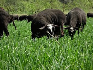 Aracıyı Ortadan Kaldırdılar Ayda 5 Ton Et Satıyorlar