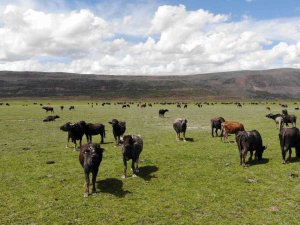 Bitlis’te Mandacılık Devlet Desteğiyle Gelişiyor