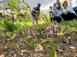Adana, Salebin Üretim Merkezi Olacak