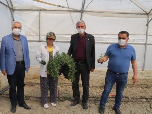 8 Milyon Domates Fidesi Toprakla Buluşuyor