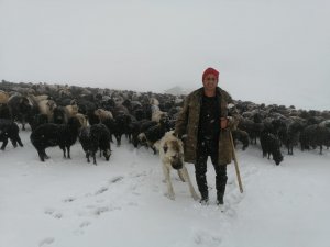 Artvin’de Mayıs Ayında Kar Yağdı, Sürü Sahipleri Kışlanın Yolunu Tuttu