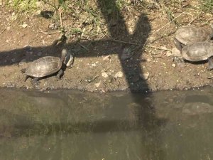 Yalova’da Yaşamları Tehlikeye Giren 325 Su Kaplumbağası Gölete Taşındı