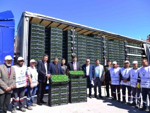 Kahramankazan’da Çiftçilere 1 Milyon 200 Bin Sebze Fidesi Dağıtıldı