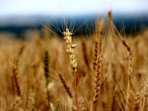 Edirne’de Buğday 5,656 Tl’den Satıldı