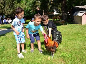 Minik Öğrenciler, Denizli Horozu İle Eğlenceli Anlar Yaşadı