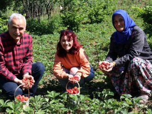 Aromasıyla Sofraları Süsleyen Zonguldak Ereğli Çileğinde Hasat Başladı