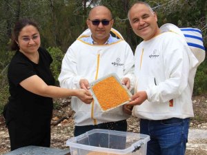Kilosu 400 Tl, Milyonlarca Arı 100 Gramını Bir Günde Topluyor