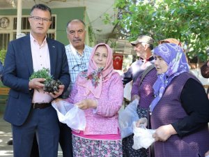 Alaşehir Belediyesi 210 Bin Fide Dağıttı