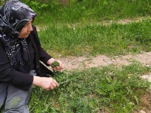 Sezon Başladı, Ailecek Tek Tek Elleriyle Topluyorlar