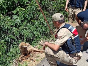 Yaralı Tilki Jandarma Tarafından Kurtarıldı