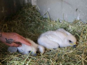 Annesinin Terk Ettiği Yavru Kartallar Koruma Altına Alındı